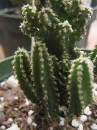 Image result for Coleus tetragonus