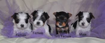 Why buy a puppy for sale if you can adopt and save a life? Parti Yorkies Yorkie Puppies Parti Yorkie Puppy