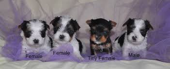 Looking for yorkshire terrier puppies? Parti Yorkies Yorkie Puppies Parti Yorkie Puppy