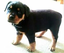 We offer rottweiler puppies for sale as either an import rottweiler puppy or one. Rottweiler Puppy Dog For Sale In Fayetteville North Carolina