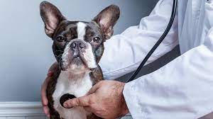 Pet insurance helps pay for your pet's medical care, with many policies covering up to 90 percent of your vet bill. How To Make A Pet Insurance Claim Forbes Advisor