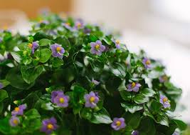 Image result for Exacum