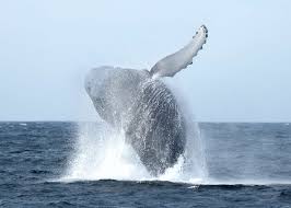18m (59ft), average 12.9 m (42ft) males, 13.7 m (45ft) females. Songs Of The Humpback Whales Center For Humans Nature
