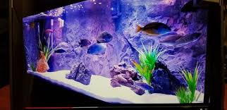 You need to decide which fish you want to keep before buying lastly, you can pick some decorations. Full Set Up Aquarium 75 Gallon Tank Victoria City Victoria Mobile