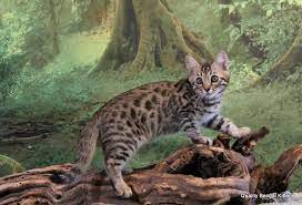 How Long Do Bengal Cats Live
