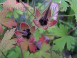 Image result for Geranium bohemicum Orhcid Blue