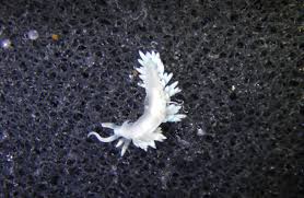 Image result for Bergia salaria