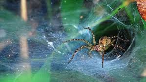 Web spinners create silken webs, but have poor vision and rely on the vibrations of insects captured in insect(s) fed on: Spider Webs Don T Rot Easily And Scientists May Have Figured Out Why Science News