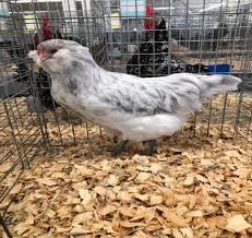 We did not find results for: Types Of Chickens Ameraucana Breed