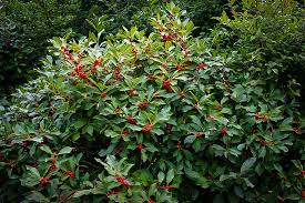 Maybe you would like to learn more about one of these? 10 Tennessee Native Plants For Your Greenhouse Or Garden Tn Nursery