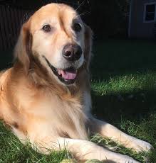 The Heart of Mercy and Compassion that was presented to the Waukesha fire  station was signed by many of Beautiful Savior's members as well as  Brookfield Lutheran members. We are grateful for
