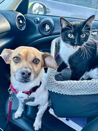 Hi all! Looking for a pet friendly apartment or room near or around the  Boston area for myself and my 2 small friendly and well behaved dogs, Louie  and Pumba! I work