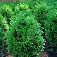 Most landscapers choose to plant the american boxwood when evergreen privacy screens or hedges are desired in the landscape. Protecting Boxwoods From Winter Damage Landscape Design Installation Maintenance And Native Plant Nursery Lauren S Garden Service