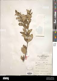 Image result for Acokanthera schimperi