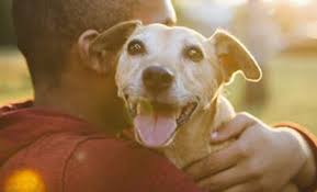 Our teleadvice service allows you to speak with a. 13 Things You Can Do To Find Your Lost Dog Or Cat Peta