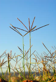 Image result for Enteropogon macrostachyus