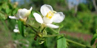 Image result for Kyllinga robinsoniana