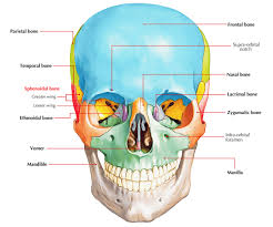 There are 22 bones that make up the skull, and the sphenoid (don't you just love saying it?) is one of the 8 bones of the neurocranium. Easy Notes On Sphenoid Bone Learn In Just 4 Minutes Earth S Lab
