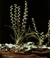 Image result for Angraecum sacciferum