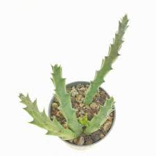 Image result for Orbea caudata