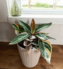 Image result for stromanthe