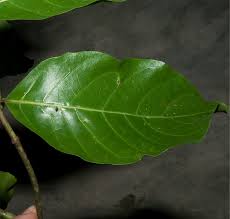 Image result for Morinda lucida