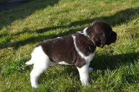 Image result for Malý münsterlandský ohař