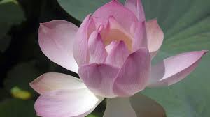 Flower delivery london and uk by flower station. Bbc World Service Language Of Flowers The Lotus Flower In India