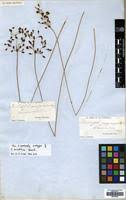 Image result for Fimbristylis quinquangularis