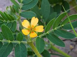 Image result for Hippocratea parviflora