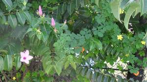 Your yellow flower vine stock images are ready. Pin On Flowers