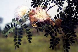 Image result for Albizia coriaria