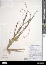 Image result for Desmodium distortum