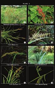 Image result for Pycreus macrostachyus