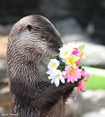 I Don T Know Human These Don T Smell Like Real Flowers The Daily Otter Animals Beautiful Otters Animal Pictures