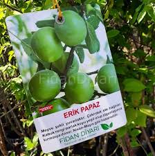 Meyve fidanları ne zaman dikilmelidir? Tuplu Yari Bodur Papaz Erik Fidani