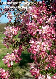 • when to expect flowers: Dave Wilson Nursery
