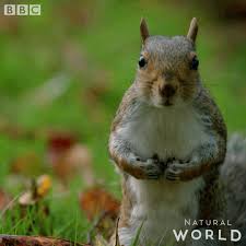 Thanks guys for all the support, salute! Crazy Rabid Squirrel Gif
