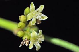 Image result for Cassinopsis tinifolia