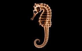 Seahorse X Ray Photography Wallpaper Animal Wallpaper Seahorse Dark Phone Wallpapers