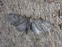 Image result for Eupithecia subfuscata