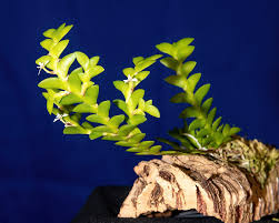 Image result for Angraecum angustipetalum