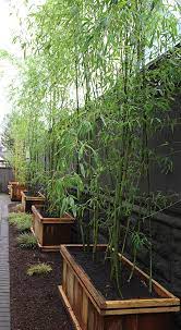 Experience lifelike potted bamboo plants at alibaba.com, ideal for decorating indoors and outdoors. Modernize Your Garden How To Grow Bamboo The Garden Glove