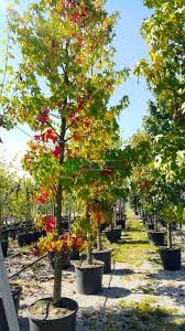 سپس، این جوشانده را صاف کرده و در وان یا تشت. Ù…ÙŠØ¹Ø© Ø³Ø§Ø¦Ù„Ø© Ø£Ù…ÙŠØ±ÙƒÙŠØ© Liquidambar Styraciflua Pyramidale Altingiaceae Sms Marmara Group
