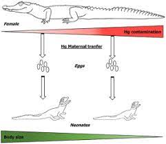 Maybe you would like to learn more about one of these? I Got It From My Mother Inter Nest Variation Of Mercury Concentration In Neonate Smooth Fronted Caiman Paleosuchus Trigonatus Suggests Maternal Transfer And Possible Phenotypical Effects Sciencedirect