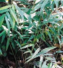 Image result for Aframomum alboviolaceum