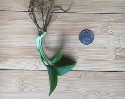 Image result for Coleus grandidentatus