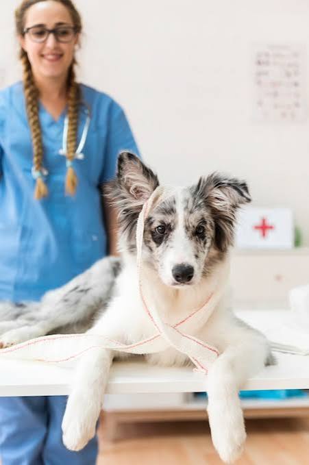 Dog showing signs of distress needing emergency veterinary care