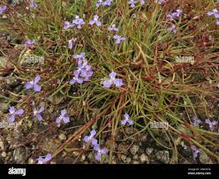 Image result for Murdannia semiteres