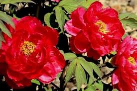 Named after the tiny hairs on the. 15 Red Perennial Flowers Urban Garden Gal